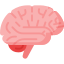 brain
