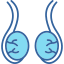 testicle