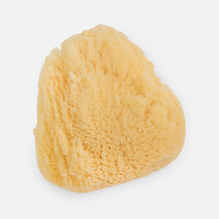 Natural Sea Sponges: Medium